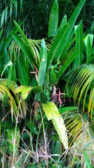 Heliconia marginata