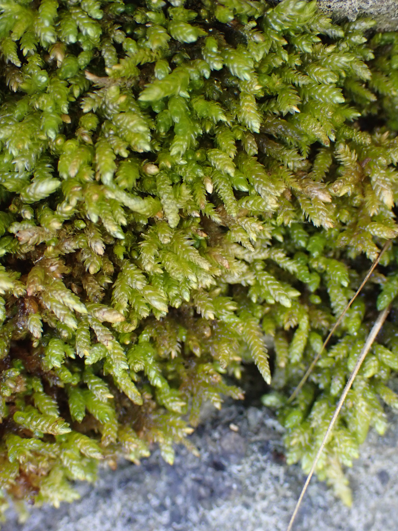 Scleropodium touretii