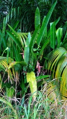 Heliconia marginata