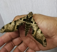 Protambulyx eurycles