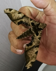 Protambulyx eurycles