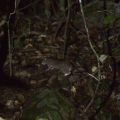 Uromys caudimaculatus