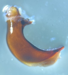 Pterostichus isabellae