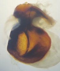 Pterostichus isabellae