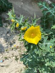 Argemone mexicana