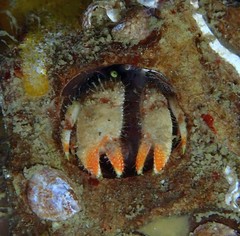 Discorsopagurus schmitti