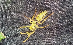 Polistes chinensis