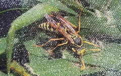 Polistes chinensis