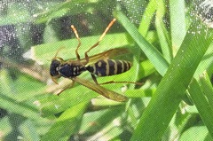 Polistes chinensis