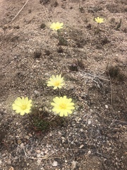 Anisocoma acaulis