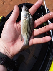 Morone mississippiensis