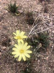 Anisocoma acaulis