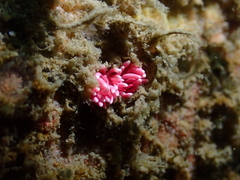 Okenia hiroi