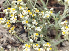 Helichrysum indicum