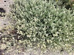 Helichrysum indicum