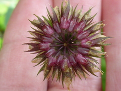 Trifolium ciliolatum
