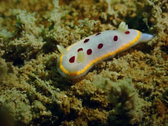 Goniobranchus tumuliferus