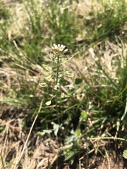 Noccaea perfoliata