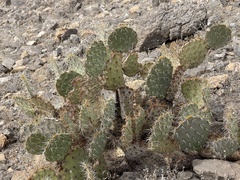 Opuntia arizonica