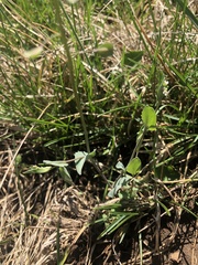 Noccaea perfoliata