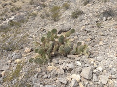Opuntia arizonica