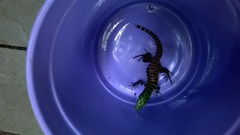Salvator merianae