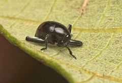 Trigonopterus