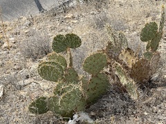Opuntia arizonica