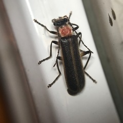 Podabrus quadratus