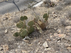 Opuntia arizonica
