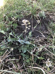 Noccaea perfoliata