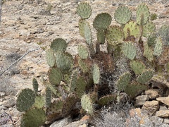 Opuntia arizonica