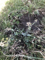 Noccaea perfoliata