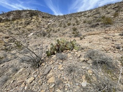 Opuntia arizonica