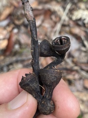 Eucalyptus pellita