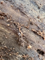 Pogonognathellus elongatus