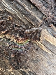 Pogonognathellus elongatus