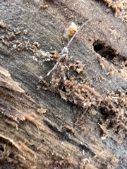 Pogonognathellus elongatus