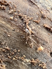 Pogonognathellus elongatus