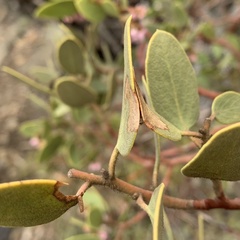 Coleophora glaucella