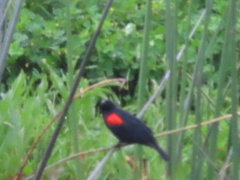 Agelaius phoeniceus mailliardorum