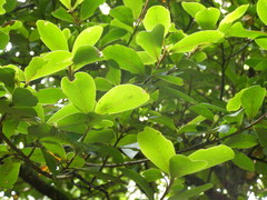 Myrsine chathamica