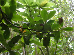Myrsine chathamica