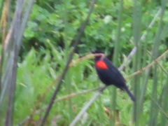 Agelaius phoeniceus mailliardorum