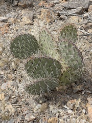 Opuntia arizonica