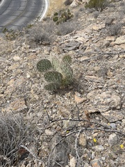 Opuntia arizonica