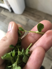 Stellaria media