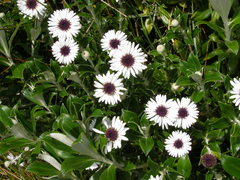 Macrolearia chathamica