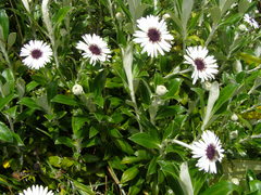 Macrolearia chathamica