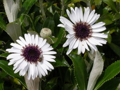 Macrolearia chathamica